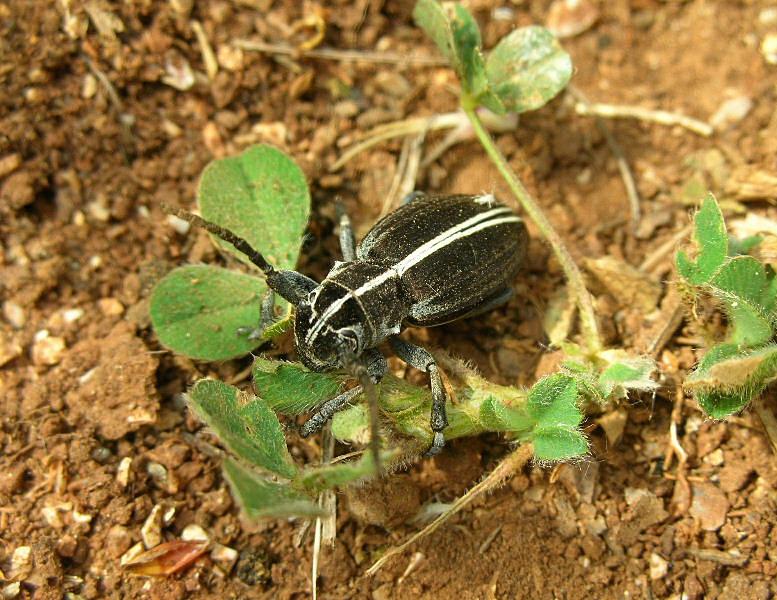 Dorcadion arenarium subcarinatum (Col.,Cerambycidae)